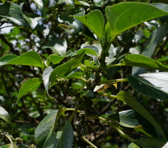 Pipturus arborescens