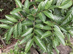 Glochidion lanceolarium