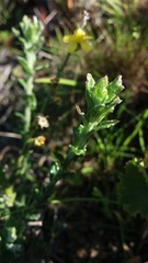 Senecio pubigerus