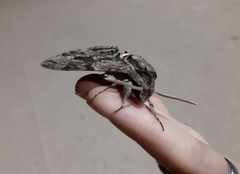 Agrius convolvuli