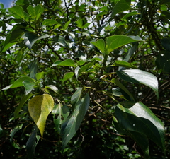 Pipturus arborescens