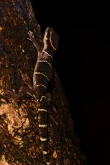 Cyrtodactylus deccanensis