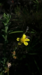 Senecio pubigerus