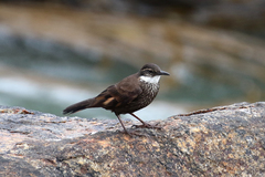 Cinclodes nigrofumosus