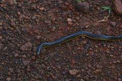 Ichthyophis beddomei