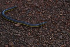 Ichthyophis beddomei