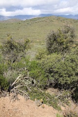 Astroloba rubriflora