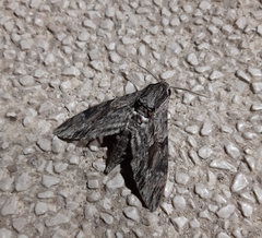 Agrius convolvuli