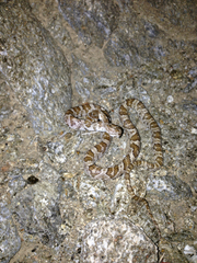 Trimorphodon lyrophanes