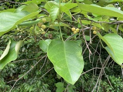 Endospermum chinense