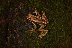 Pedostibes tuberculosus