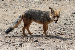 Lycalopex culpaeus culpaeus