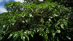 Pipturus arborescens