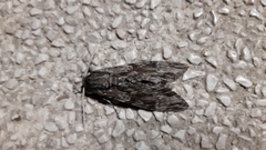Agrius convolvuli