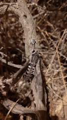 Agrius convolvuli
