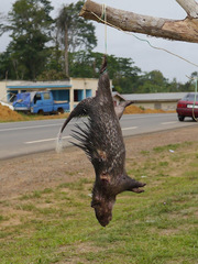 Atherurus africanus