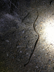 Trimorphodon lyrophanes