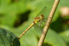 Sympetrum striolatum