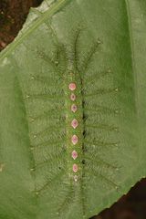 Adoliadini