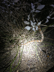 Trimorphodon lyrophanes