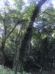 Neolamarckia cadamba