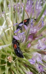 Divales bipustulatus