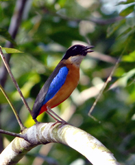 Pitta moluccensis