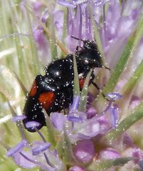 Divales bipustulatus