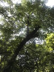 Neolamarckia cadamba