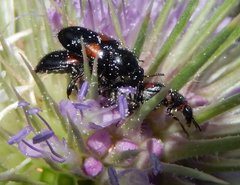 Divales bipustulatus