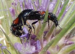 Divales bipustulatus