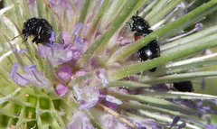 Divales bipustulatus