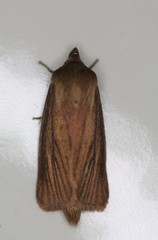 Globia laeta
