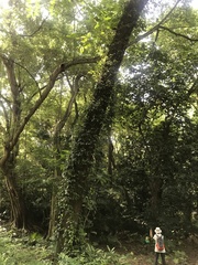 Neolamarckia cadamba