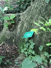 Neolamarckia cadamba