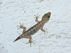 Phyllodactylus lanei