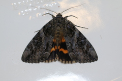 Catocala piatrix