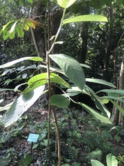 Artocarpus lacucha