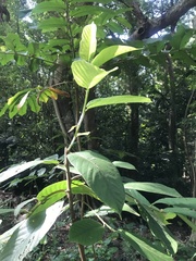 Artocarpus lacucha