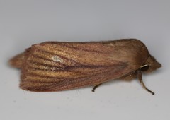 Globia laeta