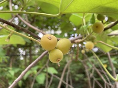 Endospermum chinense