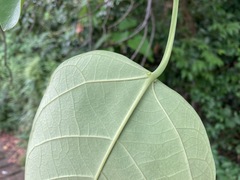 Endospermum chinense