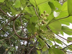 Endospermum chinense