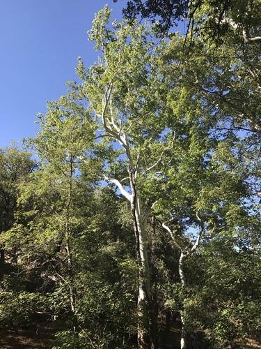 Arizona sycamore