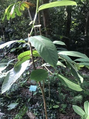 Artocarpus lacucha