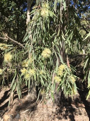 Melaleuca fluviatilis