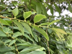 Bridelia tomentosa