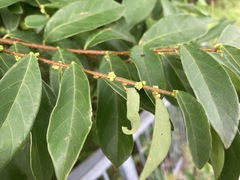 Bridelia tomentosa