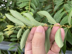 Bridelia tomentosa