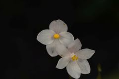 Begonia crenata